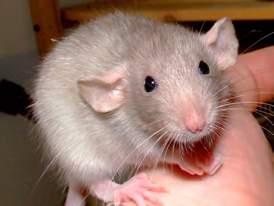 Control de Plagas de roedores